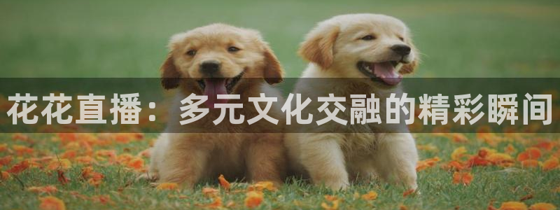 松鼠官方网站：花花直播：多元文化交融的精彩瞬间