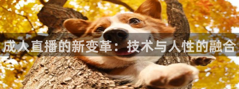 松鼠体育在线直播：成人直播的新变革：技术与人性的融合